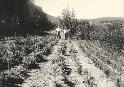1923 photograph of College of Forestry. Two nurserymen standing in a field of evergreen seedlings in the Arboretum nursery.