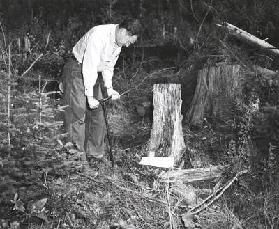 1950 photograph of College of Forestry. A student takes soil samples from a white pine forest. Donor: Publications Dept.