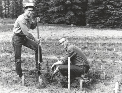 1963 photograph of College of Forestry. Nurserymen Hal Vosen and Carl Pance remove a small tree from the forest nursery. Donor: Publications Dept.