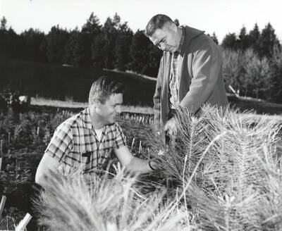 1950 photograph of College of Forestry. Frank Pitkin and an unidentified man examine seedlings. Donor: Publications Dept.