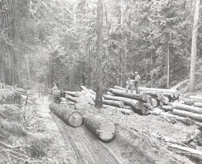 1952 photograph of College of Forestry. Students stand on a pile of cut logs. A vehicle is dragging two logs along a logging road. Donor: Publications Dept.