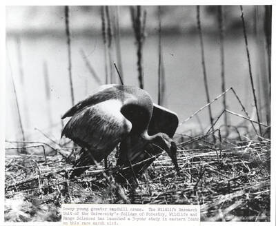 1970 photograph of College of Forestry. A sandhill crane in a wetland. Donor: Publications Dept.