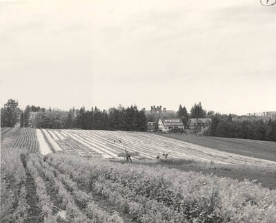 1958 photograph of College of Forestry. Forestry nursery on the University of Idaho Campus. Donor: Publications Dept.