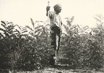 1925 photograph of College of Forestry. Nurseryman C. L. Price standing with black locust seedlings.