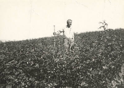 1923 photograph of College of Forestry. Nurseryman C. L. Price standing with black locust seedlings.