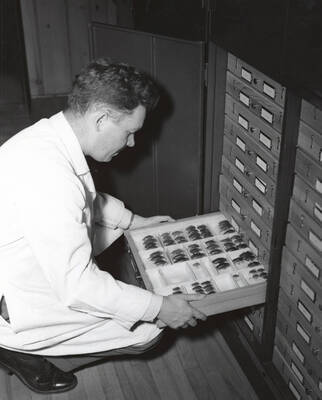 1937 photograph of Entomology. Dr. W.F. Barr examining a tray of long-horned beetles.