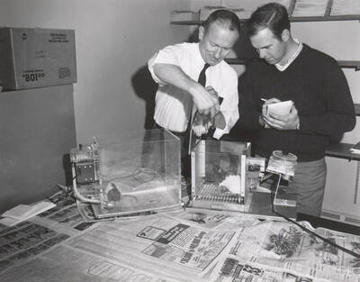 1962 photograph of Psychology. Victor E. Montgomery and a student conduct an experiment using rats.