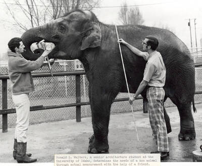 1970 photograph of Art and Architecture. Student Ronald L. Walters measures an elephant. Donor: Publications Dept.
