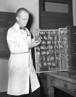 1951 photograph of Biological Sciences. Donald C. Lowrie and his collection of more than a thousand spiders. Donor: Publications Dept.