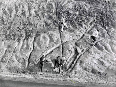 1953 photograph of Geology. Students climbing a rock formation at the foot of the Lewiston Grade. Donor: Publications Dept.