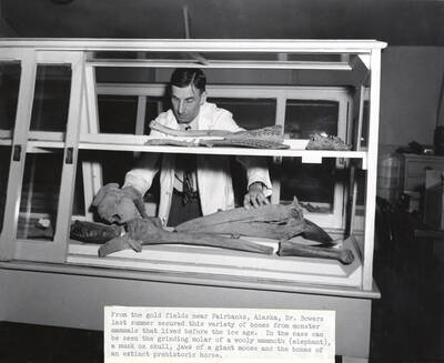 1953 photograph of Museum. Alfred Bowers with a case of ancient mammal bones from Alaska. Mammoth grinding molar, Musk Ox skull, giant moose jaw and horse bones visible. Donor: Publications Dept.