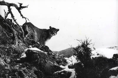 1968 photograph of Wildlife Resources. A mountain lion looking back.