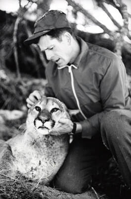 1968 photograph of Wildlife Resources. Dr. Maurice Hornocker examining a mountain lion.