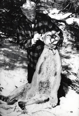 1966 photograph of Wildlife Resources. A mountain lion with a marking device on a collar.