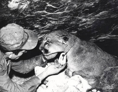 1968 photograph of Wildlife Resources. Dr. Maurice Hornocker checking the marking device on a mountain lion.