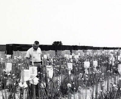 1956 photograph of Agricultural Experiment Station. Onion test plots.