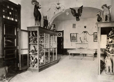 1900 photograph of Administration Building. Interior view of the entrance hall museum cases of stuffed animals.