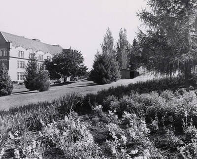 1946 photograph of University of Idaho campus scenery. View of the back of the administration and a flower bed.