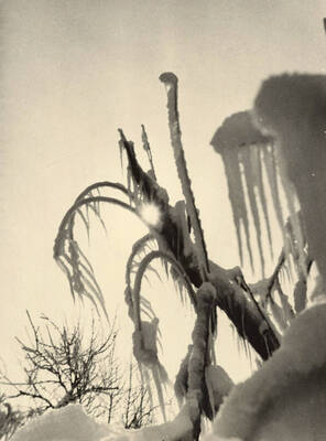 1929 photograph of University of Idaho campus scenery. View of ice covered tree limbs.