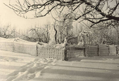 1929 photograph of University of Idaho campus scenery. View of ice covered tree limbs.