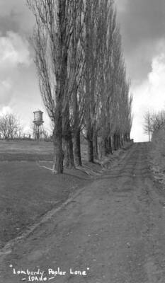 1940 photograph of University of Idaho campus scenery. View of the Poplars and old water tower.