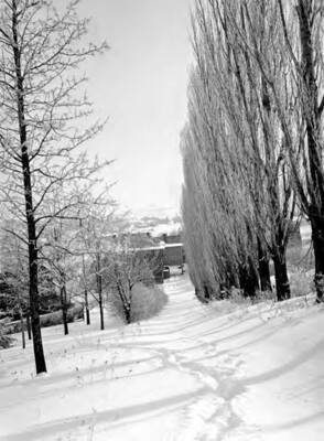 1929 photograph of University of Idaho campus scenery. View of the Poplars in winter.