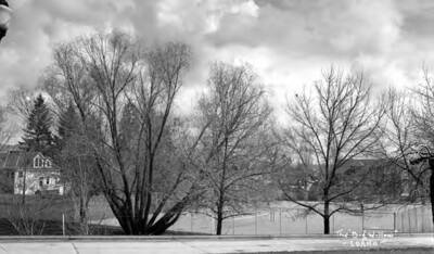 1932 photograph of University of Idaho campus scenery. View of the 'Big Willow' with the tennis courts in the background.