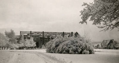 1950 photograph of Science Hall Renamed Life Sciences Building in 1964. Winter scene of the trees covered with frost. Donor: University of Idaho Press.
