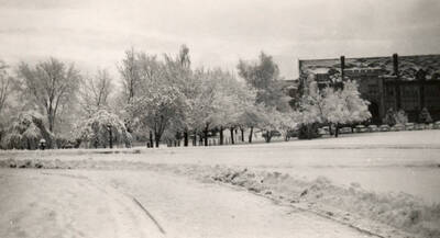 1950 photograph of Science Hall Renamed Life Sciences Building in 1964. Winter scene of the trees covered with frost. Donor: University of Idaho Press.