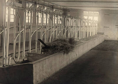 1905 photograph of Dairy Barn. View of the interior.
