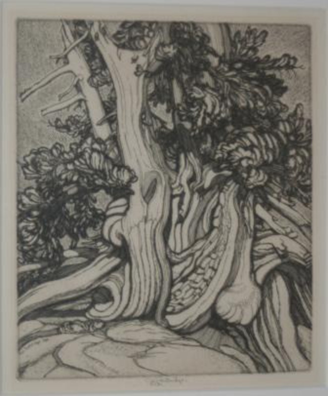 Etching print depicting a juniper tree printed on buff paper. It is displayed on an off white mat and in a silver frame.