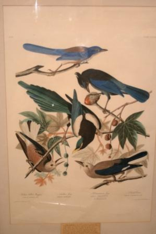 Lithograph depicting five birds including a Yellow Billed Magpie, Steller's Jay, and Ultramarine Jay