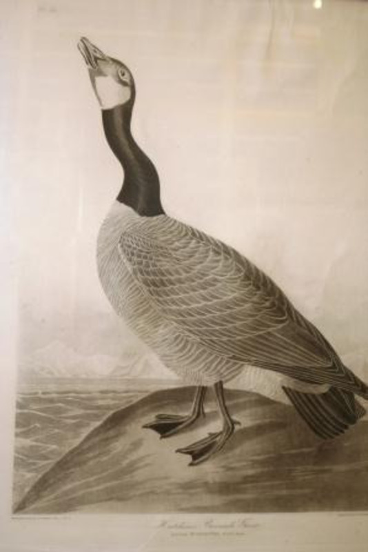 Lithograph print depicting a Hutchins's Barnacle Goose.