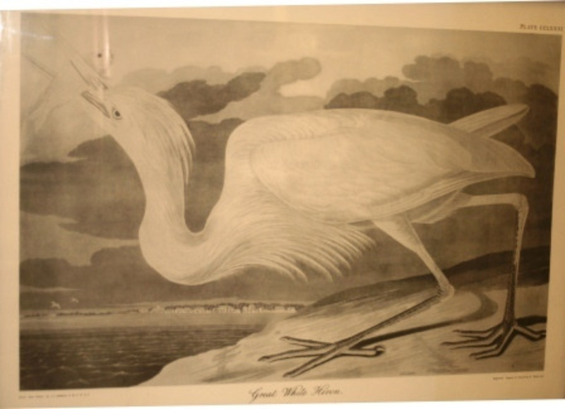 Lithograph depicting a Great White Heron looking to the left. There is a body of water in the background.