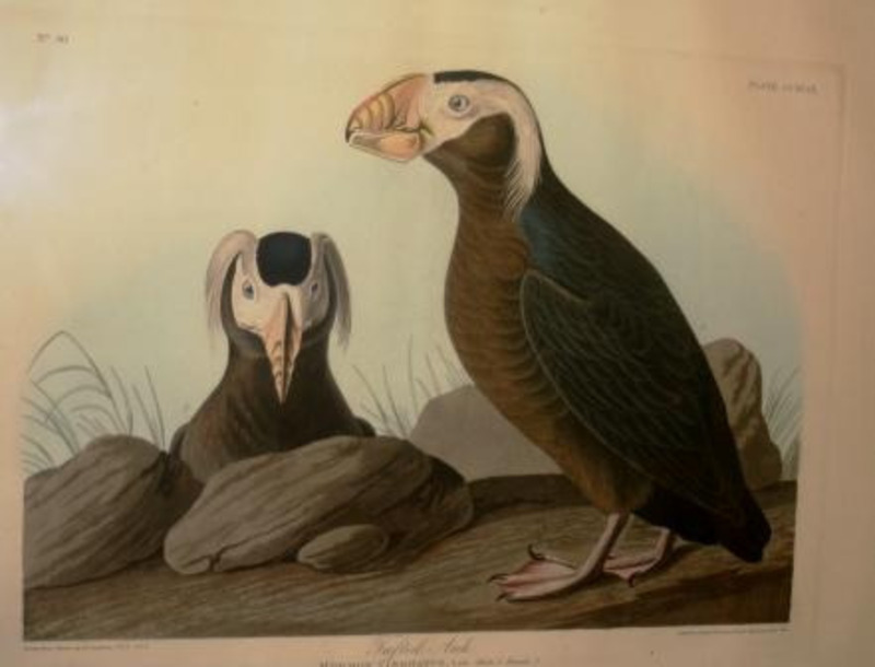 Lithograph depicting two Tufted Auks. The left one is looking ahead while the right one is looking to the left.