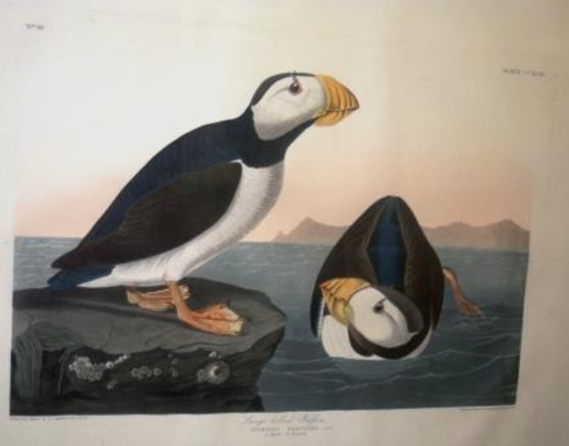 Lithograph depicting two large Billed Puffins. The left one is looking towards the right and the right puffin is in the water looking towards the left.