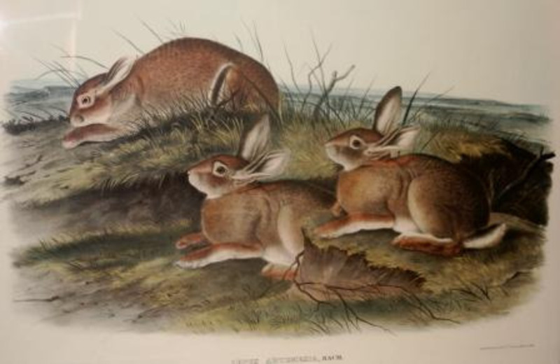 Lithograph print depicting three rabbits in grass.