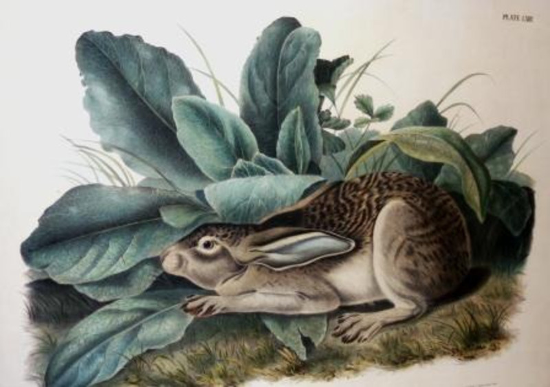 Lithographic reproduction depicting a rabbit crouching underneath some leaves.