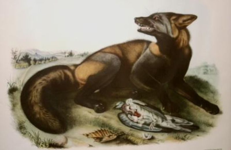 Lithographic reproduction depicting a fox behind a dead bird.