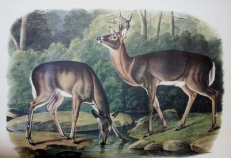 Lithographic reproduction depicting two deer by a stream with trees in the background. The left one is drinking from the stream while the right deer is looking towards the left.