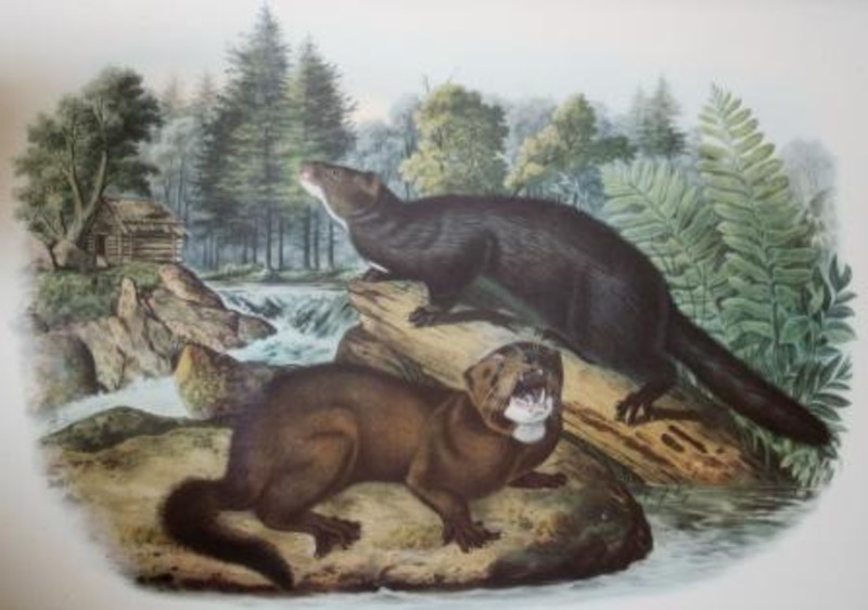 Lithographic reproduction depicting two minks with trees, a cabin, and a body of water in the background. The mink in front is looking towards the viewer, while the mink furthest away is looking towards the left.  