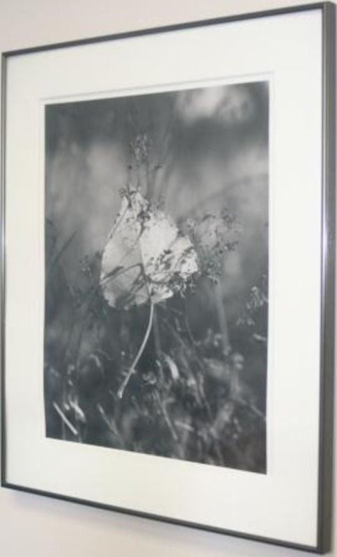 Black and white photograph of a leaf held by glass. The photograph is signed on the back and labeled "#5." Displayed using a white matte in a metallic frame.