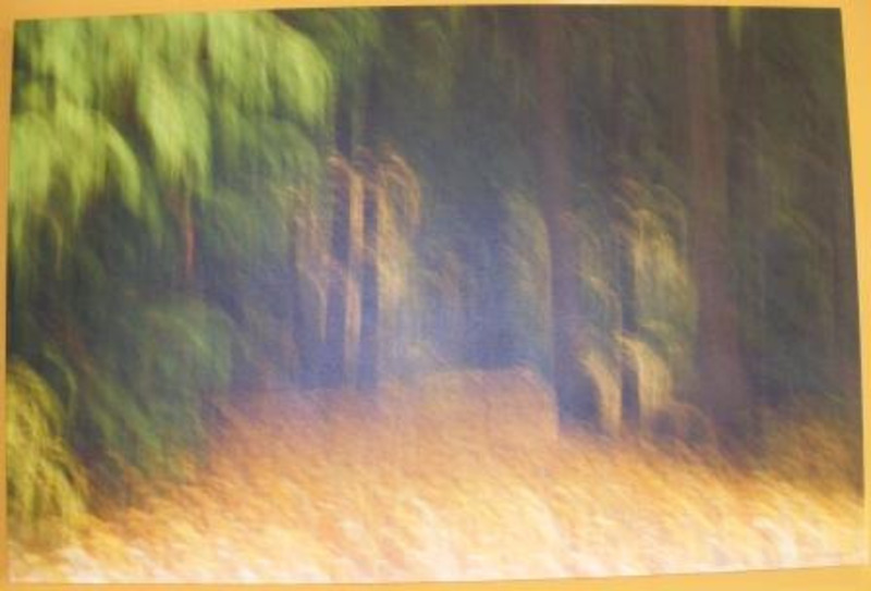 Print showing a yellow brown grass lane through a grove of trees.