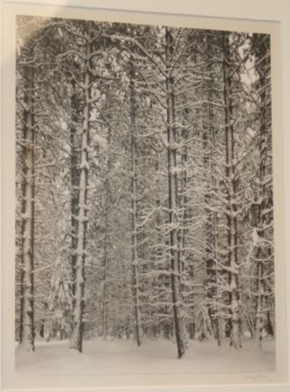 Photograph of snow covering the ground and a tall grove of trees.
