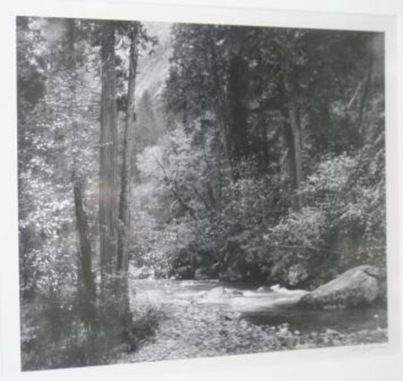 Photograph of trees around Tenaya Creek in Yosemite National Park.