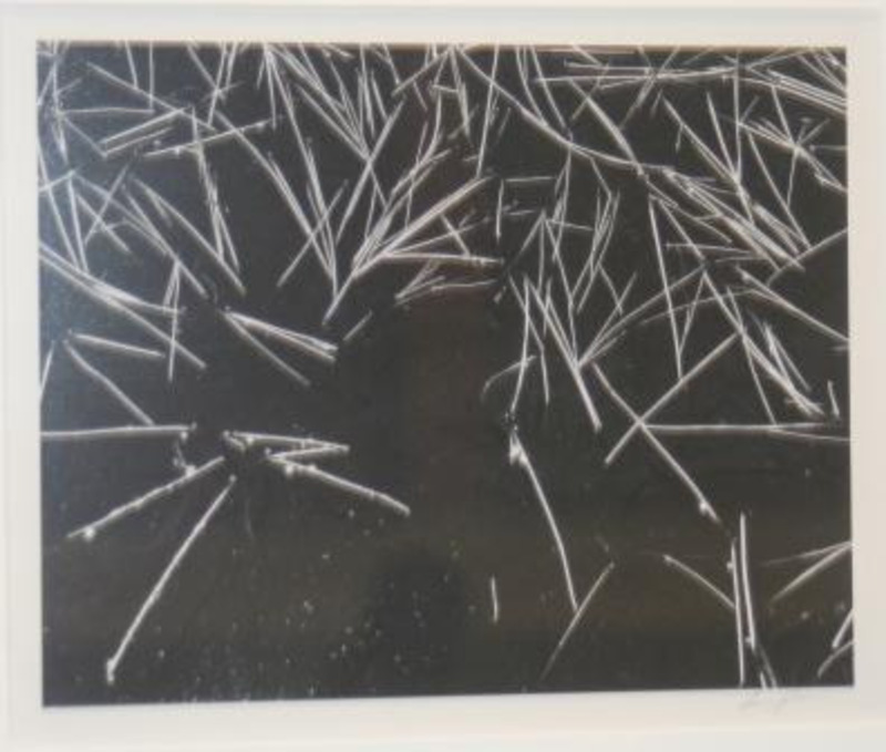 Photograph of thin grasses growing in a pool of water.