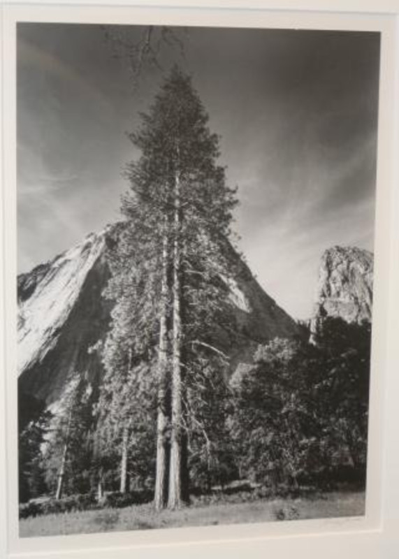 Photograph of a pair of trees standing in front of sheer mountains in the Yosemite Valley.