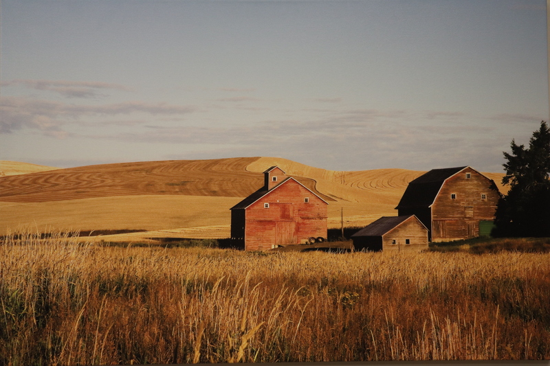Photograph of weathered barns with wheat covered hills in the background.