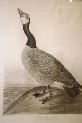 Hutchins's Barnacle Goose