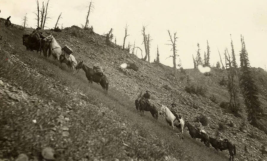 A pack string on the move. Several horses moving up a steep slope carrying supplies or riders. Writing below the photo reads: 'Packers'.